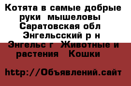 Котята в самые добрые руки, мышеловы - Саратовская обл., Энгельсский р-н, Энгельс г. Животные и растения » Кошки   
